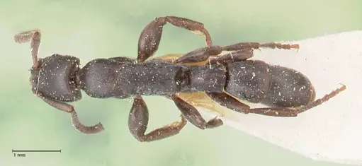 Platythyrea angusta - FOCOL0859