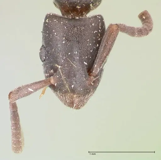 Platythyrea angusta - FOCOL0859