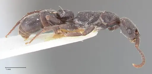 Platythyrea angusta - FOCOL0859