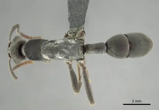 Platythyrea arnoldi specimen