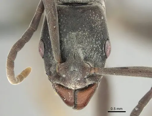 Platythyrea arnoldi specimen