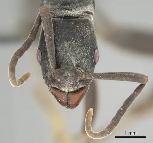 Platythyrea arnoldi specimen