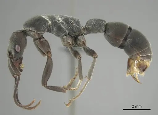 Platythyrea arnoldi - CASENT0250350