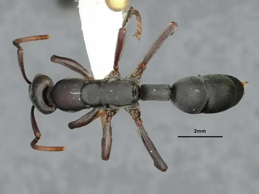 Platythyrea arnoldi - CASENT0842276