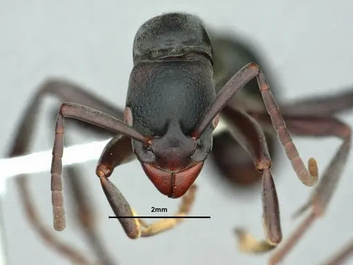 Platythyrea arnoldi - CASENT0842276