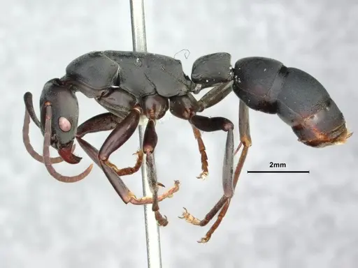 Platythyrea arnoldi - CASENT0842276