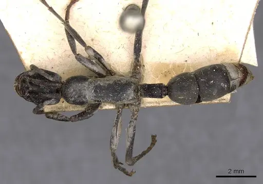 Platythyrea arnoldi - CASENT0907101