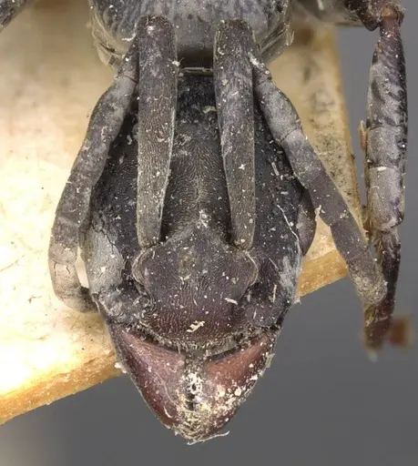 Platythyrea arnoldi - CASENT0907101