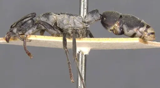 Platythyrea arnoldi - CASENT0907101