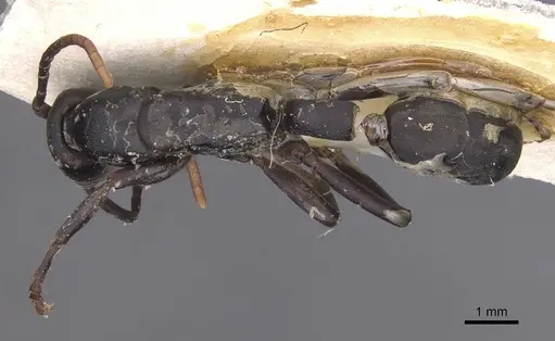 Platythyrea arnoldi - RMCAENT000017721