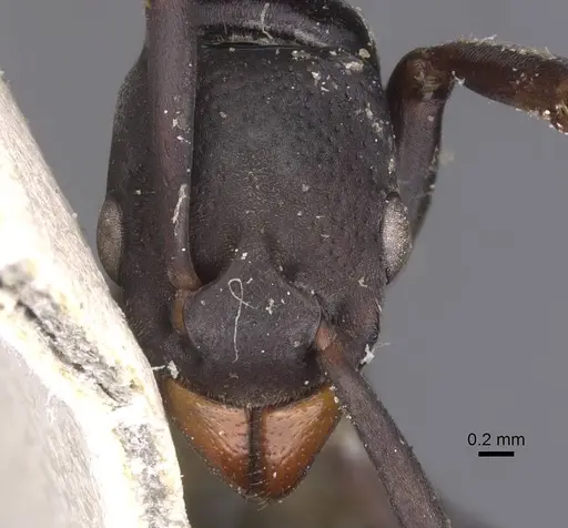 Platythyrea arnoldi - RMCAENT000017721