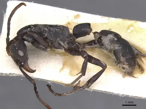 Platythyrea arnoldi - RMCAENT000017721