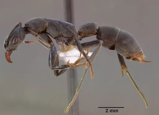 Platythyrea arnoldi - SAM-HYM-C000534A