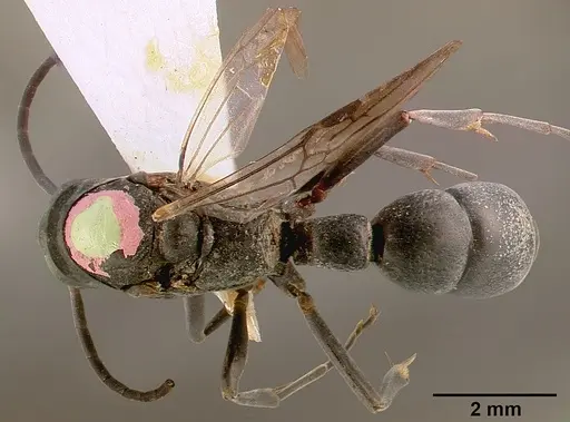 Platythyrea arnoldi - SAM-HYM-C000559A