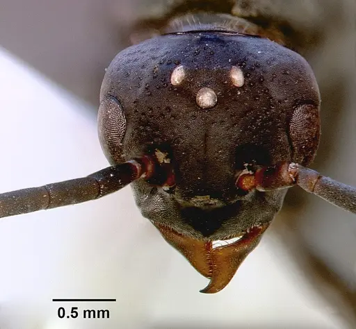 Platythyrea arnoldi - SAM-HYM-C000559A