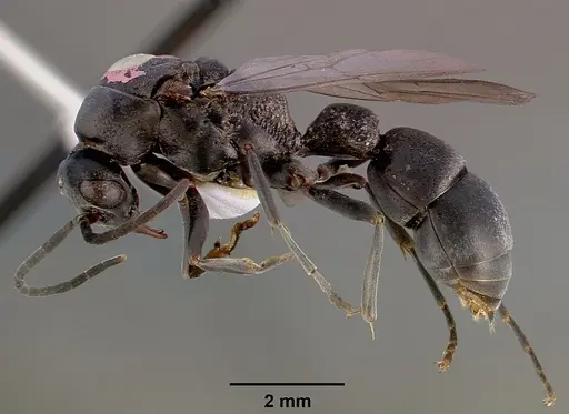 Platythyrea arnoldi - SAM-HYM-C000559A