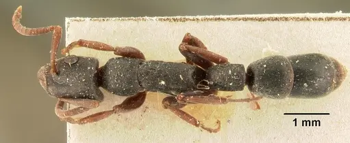 Platythyrea arthuri specimen