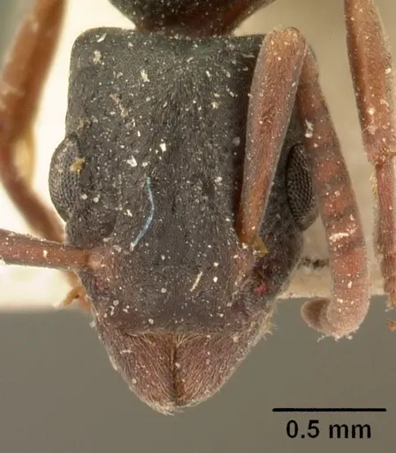 Platythyrea arthuri specimen