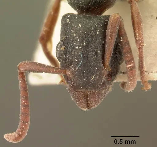 Platythyrea arthuri specimen