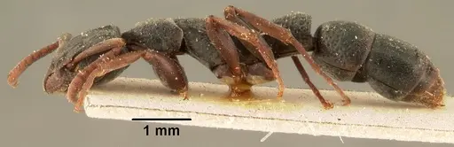 Platythyrea arthuri - CASENT0101718