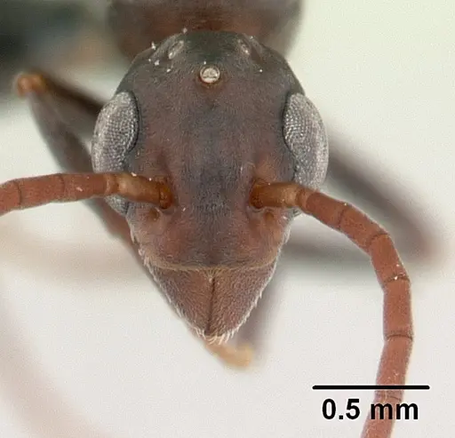 Platythyrea arthuri - CASENT0132466