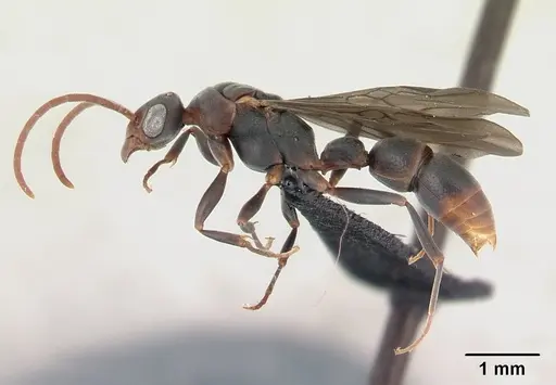 Platythyrea arthuri - CASENT0132466