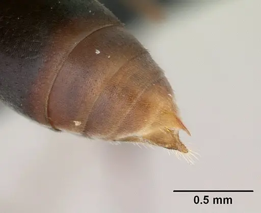 Platythyrea arthuri - CASENT0132466