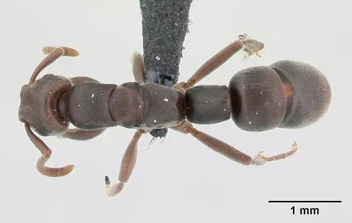 Platythyrea arthuri - CASENT0132632