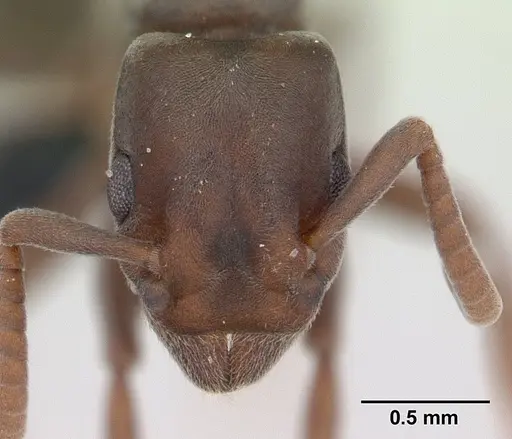 Platythyrea arthuri - CASENT0132632