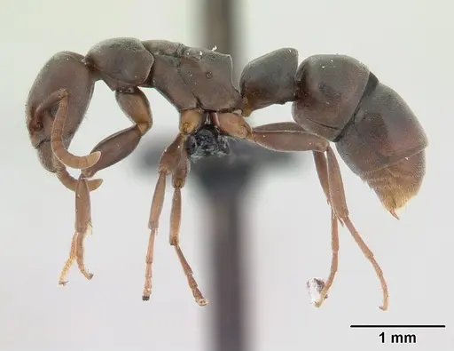 Platythyrea arthuri - CASENT0132632