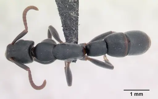 Platythyrea arthuri - CASENT0132647