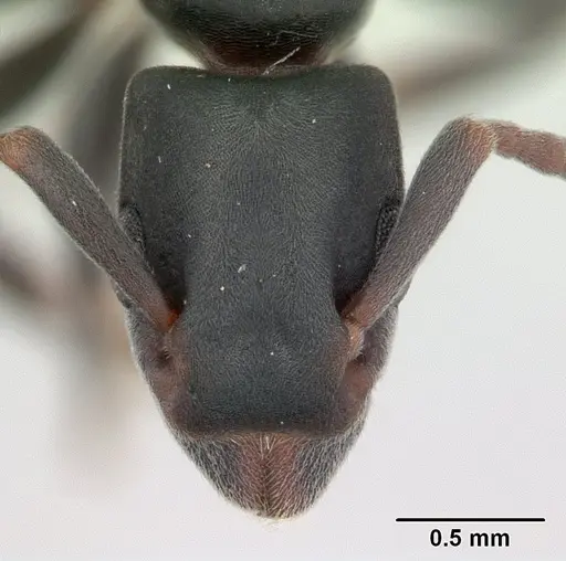 Platythyrea arthuri - CASENT0132647