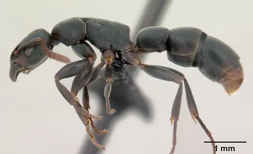 Platythyrea arthuri - CASENT0132647