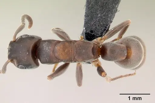 Platythyrea arthuri - CASENT0147547