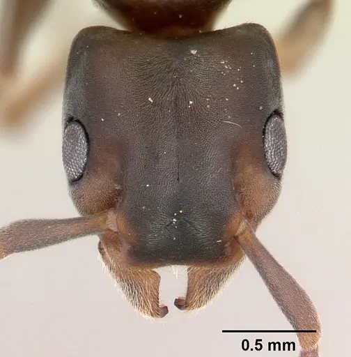 Platythyrea arthuri - CASENT0147547