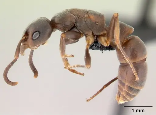 Platythyrea arthuri - CASENT0147547