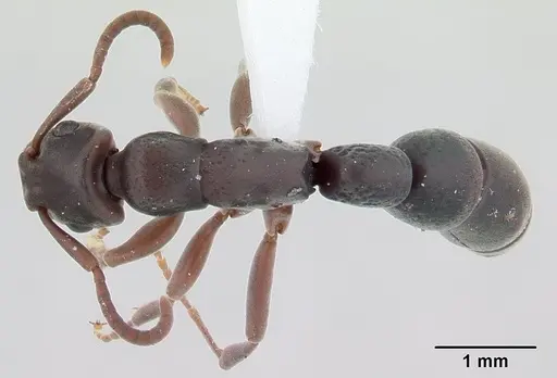 Platythyrea arthuri - CASENT0416250