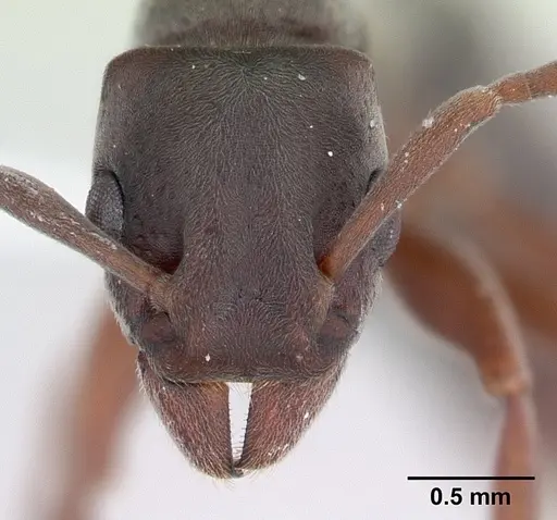 Platythyrea arthuri - CASENT0416250