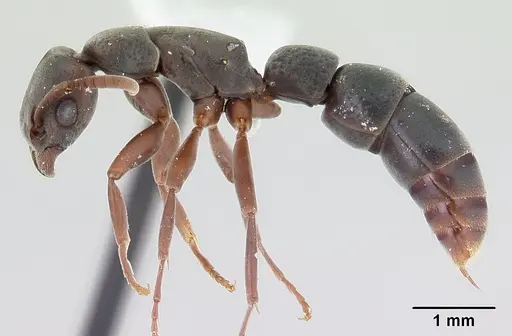 Platythyrea arthuri - CASENT0416250