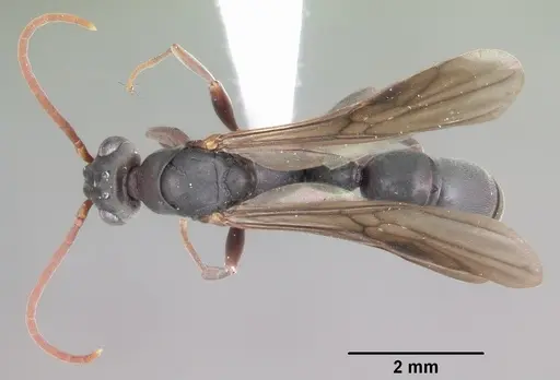 Platythyrea arthuri - CASENT0442287