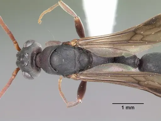 Platythyrea arthuri - CASENT0442287