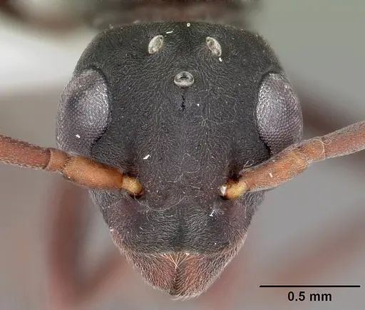 Platythyrea arthuri - CASENT0442287