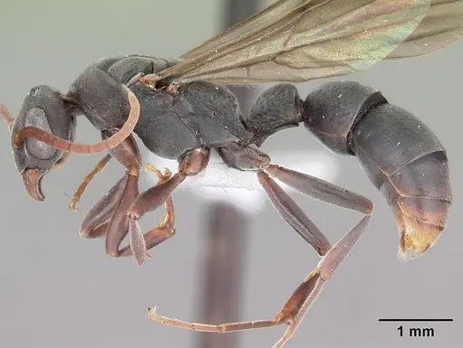 Platythyrea arthuri - CASENT0442287