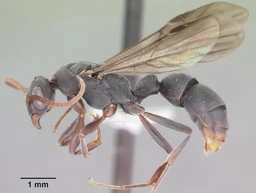 Platythyrea arthuri - CASENT0442287