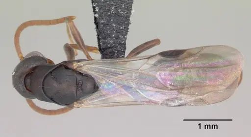 Platythyrea arthuri - CASENT0451373