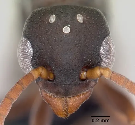 Platythyrea arthuri - CASENT0451373