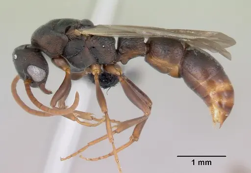 Platythyrea arthuri - CASENT0451373