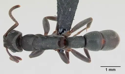 Platythyrea arthuri - CASENT0498535