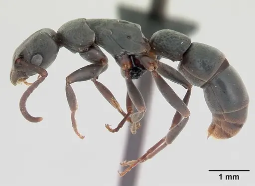 Platythyrea arthuri - CASENT0498535