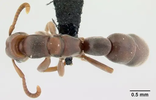 Platythyrea arthuri - CASENT0498624